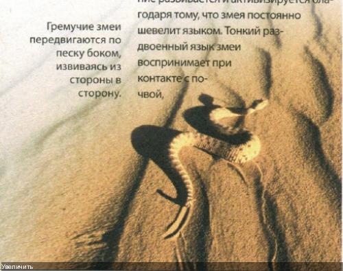 Искушение песчаного змея читать. Змея из песка стих. Как змеи передвигаются по песку. Гремучая Песчаная змея. Как выглядят опечатки змей на песке.